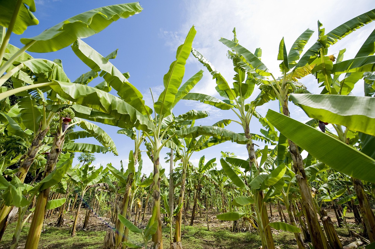 banana plantation, africa, agriculture, green banana, banana plantation, banana plantation, banana plantation, banana plantation, banana plantation